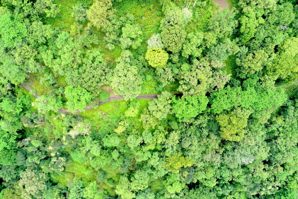 Drones in Forest management