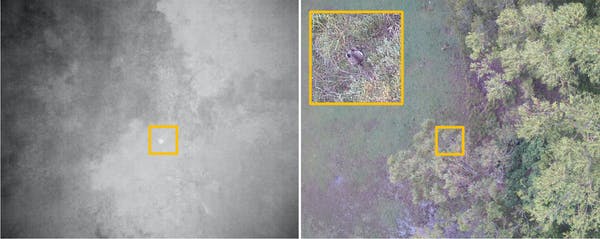 Koala night-time detection and daylight verification using drone